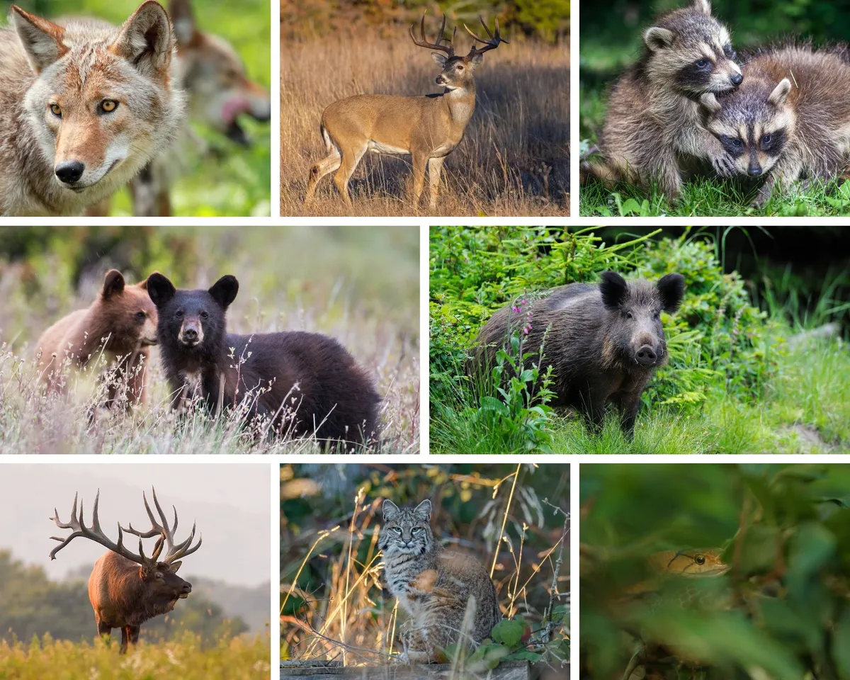 The image features a lively selection of local wildlife, including a coyote, white-tailed deer, raccoons, black bears, wild boar, elk, bobcat, and a snake, set against a natural backdrop. It evokes the thrill of wildlife observation and the abundance of natural wonders in the Smoky Mountains.